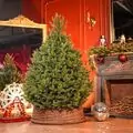 Christmas Tree Lamelia With Mixed Silicone Needle 180 CM - ნაძვის ხე შერეული სილიკონის წიწვებით
