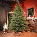 Royal Christmas Tree With Lights PE 250 CM - ნაძვის ხე 100% სილიკონის წიწვებით