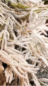 Christmas Tree 270 CM PE + PVC Snow-Covered - დათოვლილი ნაძვის ხე შერეული სილიკონის წიწვებით, 5 image