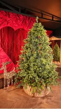 Holandiia Christmas Tree With Olive Tips PE 210 CM საახალწლო ნაძვის ხე, 100% სილიკონი, 2 image
