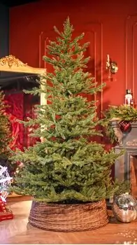 Christmas Tree 100 % Silicone Needle 220 CM - ნაძვის ხე 100% სილიკონი, 2 image