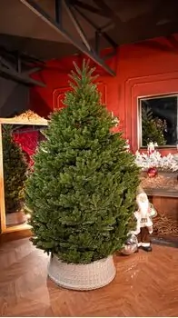 Lamelia Christmas Tree PE+PVC 240CM With Mixed Silicone Needle - ნაძვის ხე შერეული სილიკონის წიწვებით, 2 image