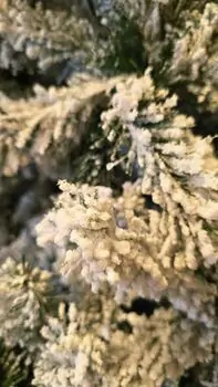 Christmas Tree 240 CM Snow-Covered - საახალწლო ნაძვის ხე დათოვლილი ტოტებით, 4 image