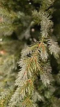 Christmas Tree PE + PVC 180 CM Light Green - საახალწლო ნაძვის ხე შერეული სილიკონის წიწვებით, 6 image