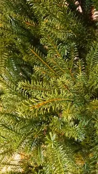 Christmas Tree PE 180 CM Light Green - საახალწლო ნაძვის ხე 100 % სილიკონი, 5 image