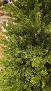 Christmas Tree PE 210 CM Light Green - საახალწლო ნაძვის ხე 100 % სილიკონი, 4 image