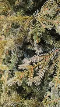 Christmas Tree PE + PVC 240 CM Light Green - საახალწლო ნაძვის ხე შერეული სილიკონის წიწვებით, 10 image