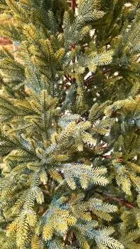 Christmas Tree 180 CM საახალწლო ნაძვის ხე 100% სილიკონი (OT2327), 5 image