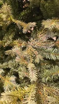 Christmas Tree PE + PVC 210 CM Light Green - საახალწლო ნაძვის ხე შერეული სილიკონის წიწვებით, 3 image