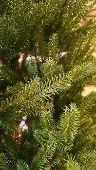 Christmas Tree PE 180 CM Light Green - საახალწლო ნაძვის ხე 100 % სილიკონი, 9 image