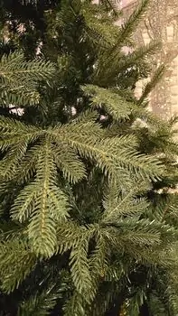 Christmas Tree PE + PVC 210 CM - საახალწლო ნაძვის ხე შერეული სილიკონის წიწვებით, 13 image