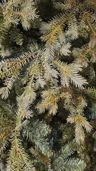 Christmas Tree PE + PVC 240 CM Light Green - საახალწლო ნაძვის ხე შერეული სილიკონის წიწვებით, 9 image