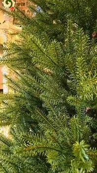 Christmas Tree PE 180 CM Light Green - საახალწლო ნაძვის ხე 100 % სილიკონი, 10 image