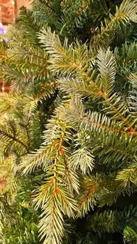 Christmas Tree PE + PVC 240 CM Light Green - საახალწლო ნაძვის ხე შერეული სილიკონის წიწვებით, 4 image
