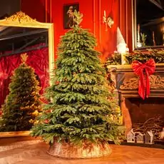 Christmas Tree With Mixed Silicone Needle PE+PVC 180 CM - ნაძვის ხე შერეული სილიკონის წიწვებით