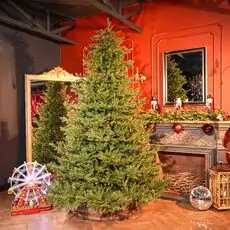 Christmas Tree Edelweiss Luxe With 100% Silicone Needle 260 CM - ნაძვის ხე 100% სილიკონის წიწვებით