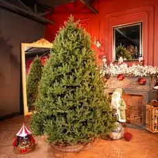 Riviera Alpine Christmas Tree 220 CM With Mixed Silicone Needle PE+PVC - ნაძვის ხე შერეული სილიკონის წიწვებით