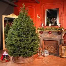 Lamelia Christmas Tree PE+PVC 220CM With Mixed Silicone Needle - ნაძვის ხე შერეული სილიკონის წიწვებით