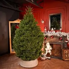 Lamelia Christmas Tree PE+PVC 240CM With Mixed Silicone Needle - ნაძვის ხე შერეული სილიკონის წიწვებით