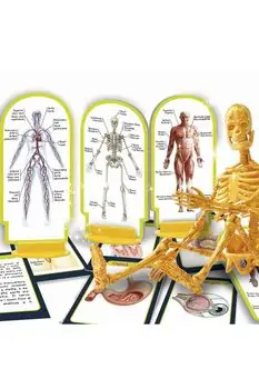 Human Body Science Set სათამაშო ადამიანის სხეულის ნაკრები, 2 image