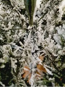 Christmas Tree დათოვლილი საახალწლო ნაძვის ხე 180 სმ (OT742), 4 image