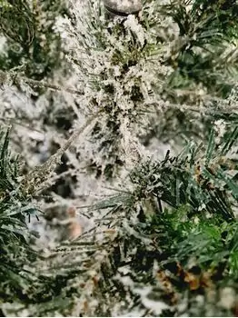 Snow-Covered Christmas Tree 210 cm დათოვლილი საახალწლო ნაძვის ხე  (OT717), 4 image