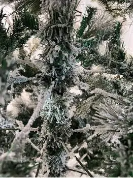 Snow-Covered Christmas Tree დათოვლილი საახალწლო ნაძვის ხე 240 სმ (OT2009), 14 image