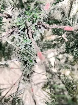 Snow-Covered Christmas Tree With Cones And Berries დათოვლილი საახალწლო ნაძვის ხე გირჩით და კენკრით 180 სმ (OT2019), 6 image
