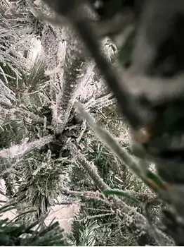 Snow-Covered Christmas Tree დათოვლილი საახალწლო ნაძვის ხე 180 სმ (OT2007), 6 image