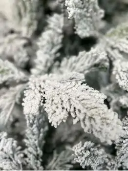 Snow-Covered Christmas Tree დათოვლილი საახალწლო ნაძვის ხე 240 სმ (OT2016), 3 image