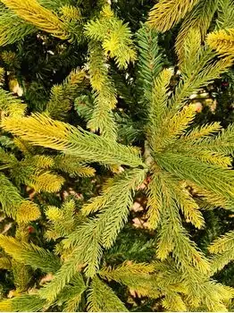 Christmas Tree - საახალწლო ნაძვის ხე 90 % სილიკონი 300 CM (OT2331 ), 6 image