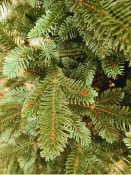Canadian Christmas Tree Blue-Green PE 230 CM ნაძვის ხე 100% სილიკონი, 8 image