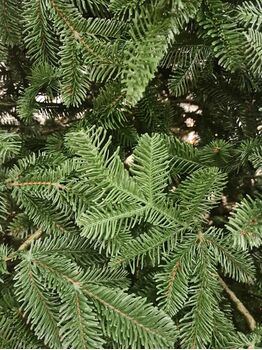 Canadian Christmas Tree Green PE 230CM ნაძვის ხე 100% სილიკონი, 7 image