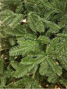 Canadian Christmas Tree Green PE 230CM ნაძვის ხე 100% სილიკონი, 8 image
