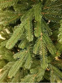 Carpathian Christmas Tree Green PVC + PE 230CM ნაძვის ხე შერეული სილიკონის წიწვებით, 5 image