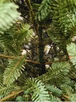Canadian Christmas Tree Blue-Green PE 230 CM ნაძვის ხე 100% სილიკონი, 7 image