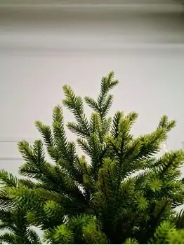 Christmas Tree - საახალწლო ნაძვის ხე 90 % სილიკონი 300 CM (OT2331 ), 4 image