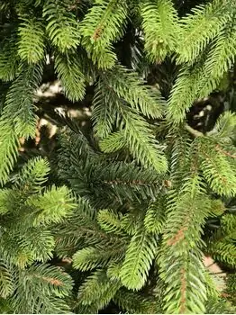 Carpathian Christmas Tree Light Green Tips 230CM PVC + PE  ნაძვის ხე შერეული სილიკონის წიწვებით, 17 image