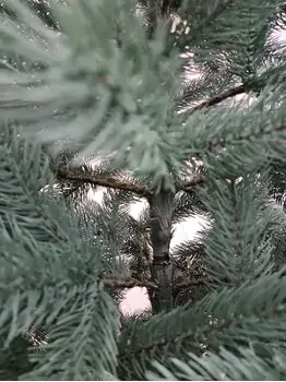 BukoveIian Christmas Tree Blue 210CM PE ნაძვის ხე 100% სილიკონი, 5 image