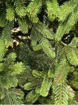 Carpathian Christmas Tree Light Green Tips 230CM PVC + PE  ნაძვის ხე შერეული სილიკონის წიწვებით, 11 image