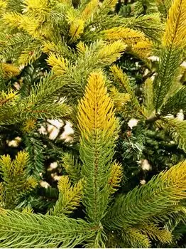 Christmas Tree - საახალწლო ნაძვის ხე 90 % სილიკონი 300 CM (OT2331 ), 5 image