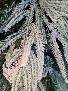 Snow-Covered Christmas Tree With Pine Cones 240 CM ნაძვის ხე დათოვლილი, შერეული სილიკონის ტოტებით და გირჩით, 3 image