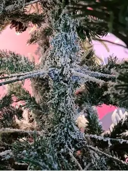 Snow-Covered Christmas Tree With Pine Cones 240 CM ნაძვის ხე დათოვლილი, შერეული სილიკონის ტოტებით და გირჩით, 6 image