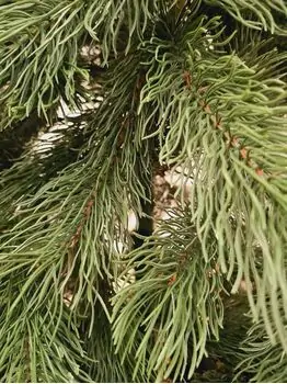 Pine Christmas Tree PE 230 CM Green - საახალწლო ნაძვის ხე, 100 % სილიკონი, 3 image