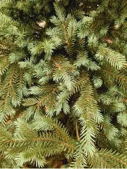 Scandinavian Christmas Tree With Blue Tips PE 210 CM  საახალწლო ნაძვის ხე 100% სილიკონი, 5 image