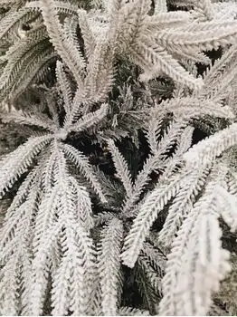 Snow-Covered Christmas Tree PE + PVC 240 CM - დათოვლილი ნაძვის ხე შერეული სილიკონის წიწვებით, 5 image