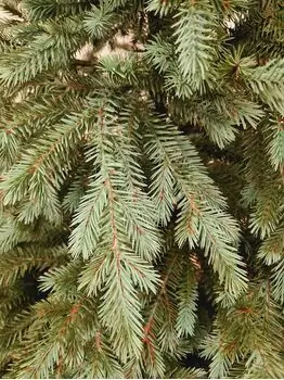 Scandinavian Christmas Tree With Blue Tips PE 210 CM  საახალწლო ნაძვის ხე 100% სილიკონი, 6 image