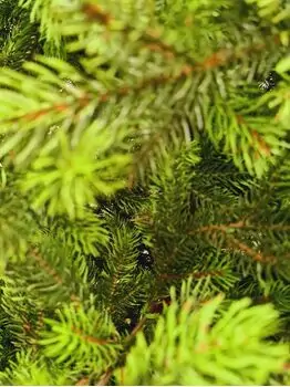 Holandiia Christmas Tree With Olive Tips PE 230 CM საახალწლო ნაძვის ხე, 100% სილიკონი, 6 image