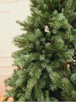 Holandiia Christmas Tree With Blue Tips PE 210 CM საახალწლო ნაძვის ხე, 100% სილიკონი, 3 image