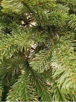 Kovalivian Christmas Tree Green VIP, PE 230 CM ნაძვის ხე 100% სილიკონი, 7 image